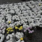 Kwiaty chryzantemy białe i żółte.