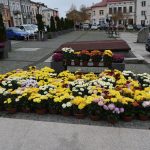 Kilkaset chryzantem ustawionych na rynku w celu przekazania Mieszkańcom