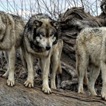 Trzy wilki stoją na pniu.