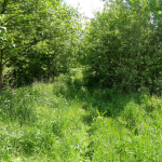 Teren zalesiony. Wysokie bujne trawy, rozkwitnięte drzewa.