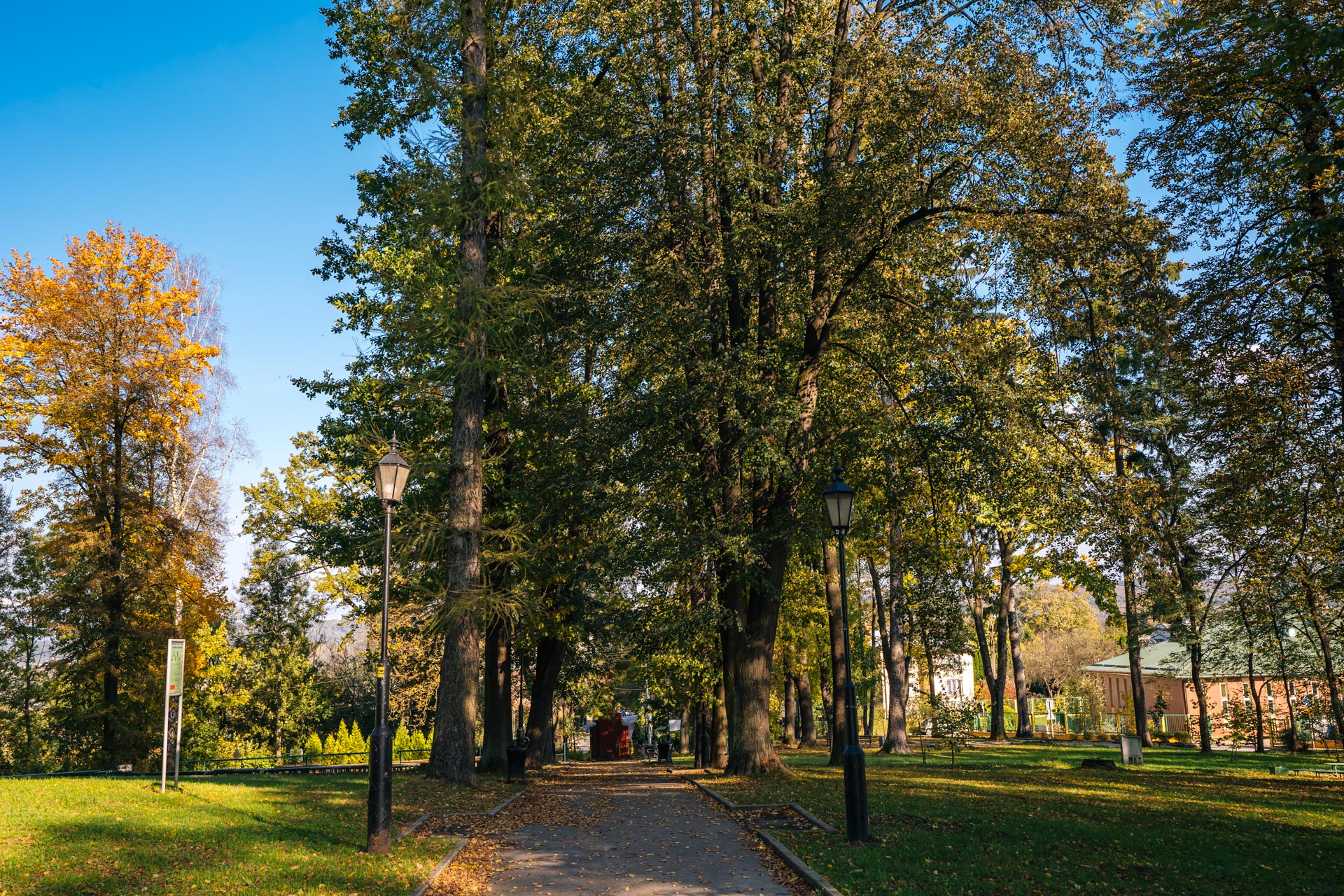 Park zielony, między alejką rosną drzewa liściaste.