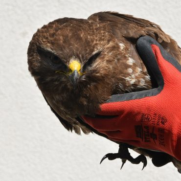 Ptak z żółtym dziobem. Siedzi na rękach.