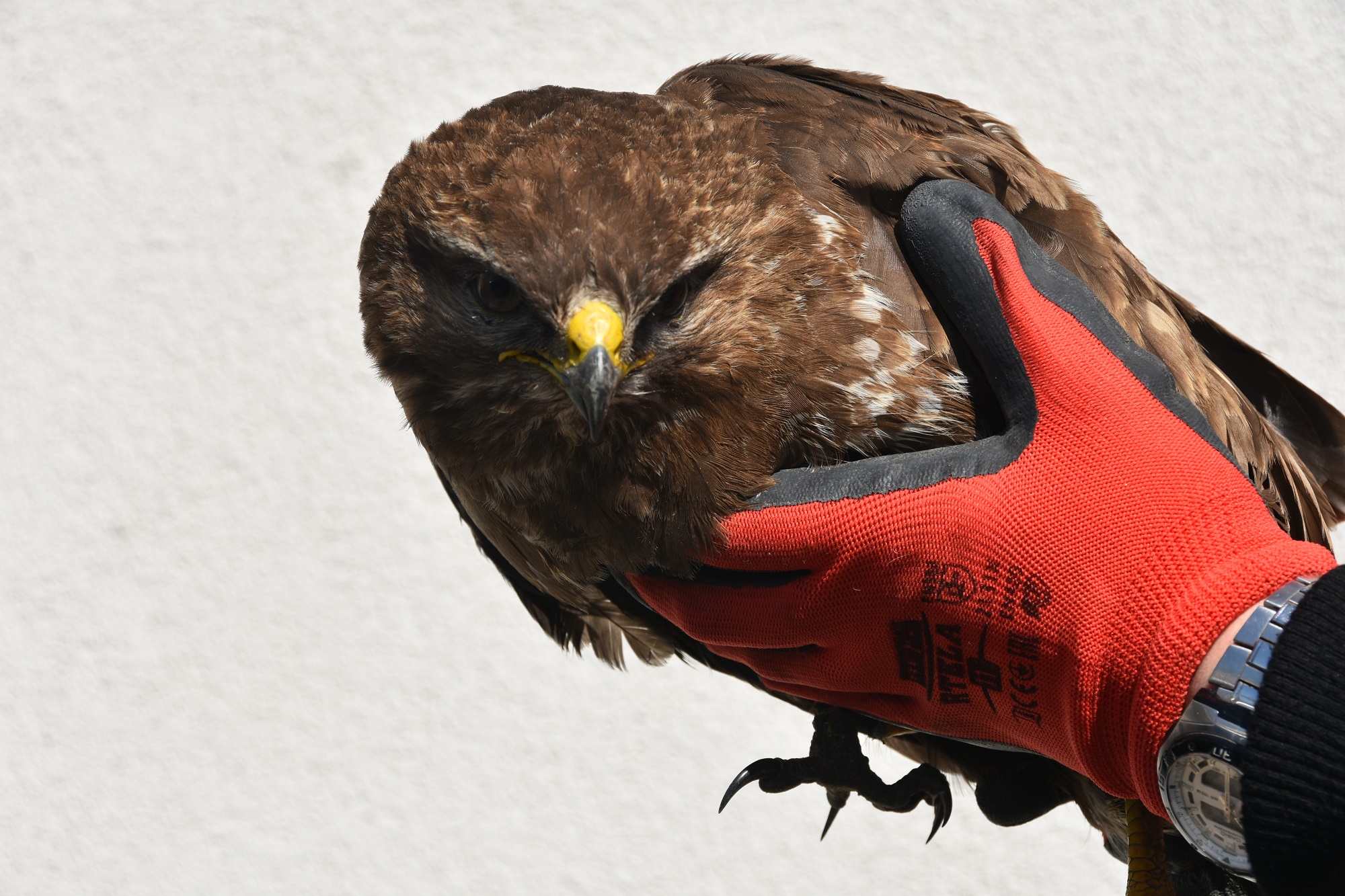 Ptak z żółtym dziobem. Siedzi na rękach.