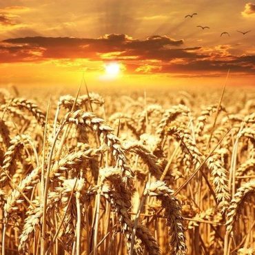 Łany dojrzałego zboża. W tle zachód słońca.