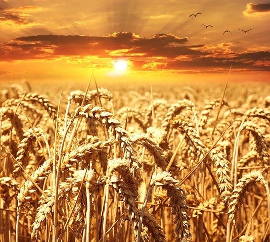 Łany dojrzałego zboża. W tle zachód słońca.