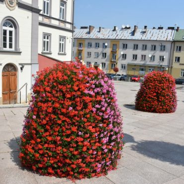 Ozdoby z kawiatów umieszczone na rynku miejskim.