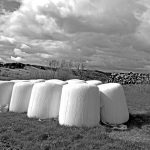 Kiszonki siana na łące oraz ułożone bale drewna.